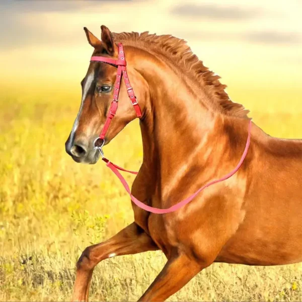HORSE BRIDLE WITH ADJUSTABLE SNAFFLE NOSEBAND – COMFORT AND CONTROL FOR EVERY RIDE! - Image 5