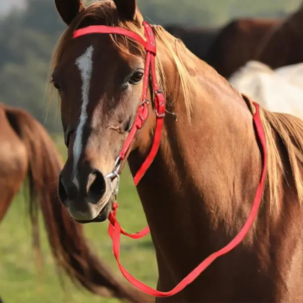 HORSE BRIDLE WITH ADJUSTABLE SNAFFLE NOSEBAND – COMFORT AND CONTROL FOR EVERY RIDE! - Image 6