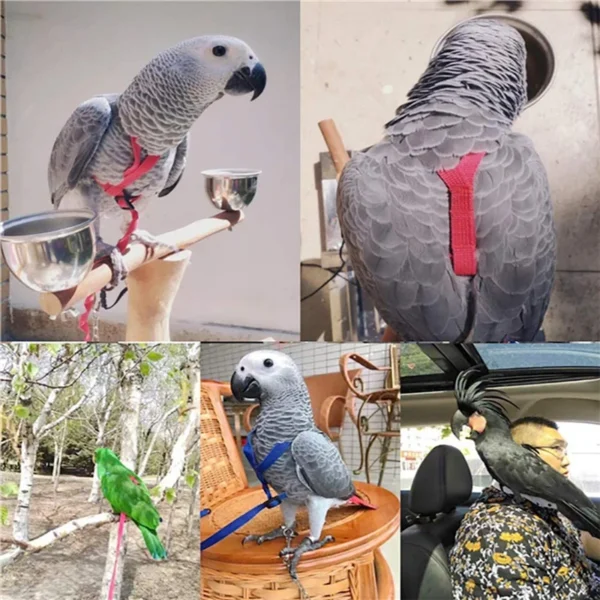 PARROT TRAINING FLYING LEASH - Image 2