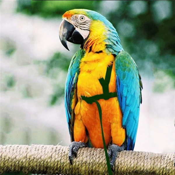 PARROT TRAINING FLYING LEASH - Image 4