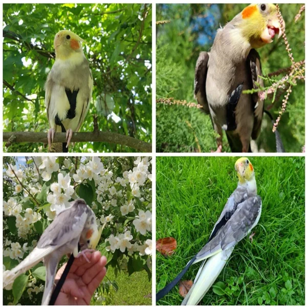 PARROT TRAINING FLYING LEASH - Image 3