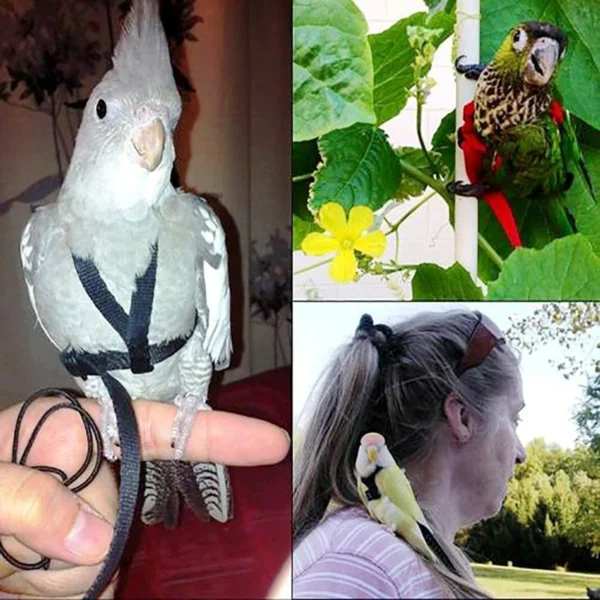 PARROT TRAINING FLYING LEASH